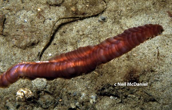 Photo of Hololepida magna by <a href="http://www.seastarsofthepacificnorthwest.info/">Neil McDaniel</a>